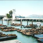 napping sea lions, Pier 39