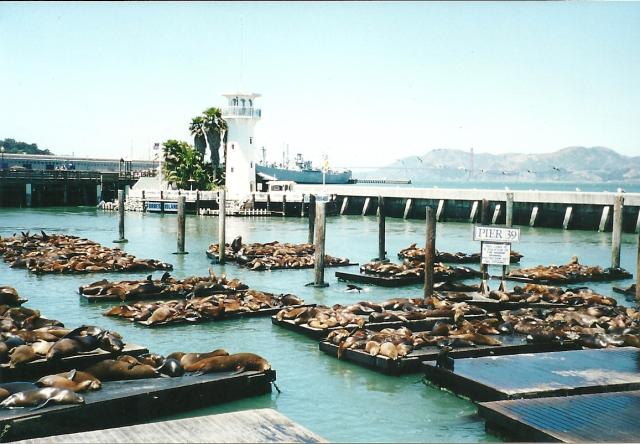 napping sea lions, Pier 39