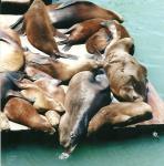 blowing bubbles, Pier 39