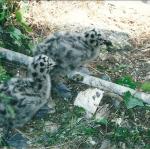 seagull chicks, Alcatraz