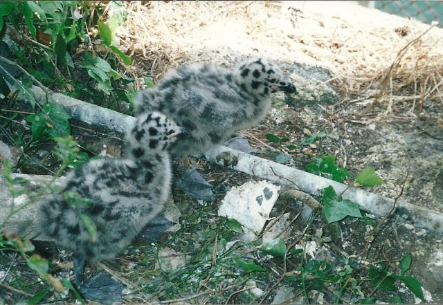 seagull chicks, Alcatraz