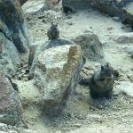 fat squirrels, Pebble Beach