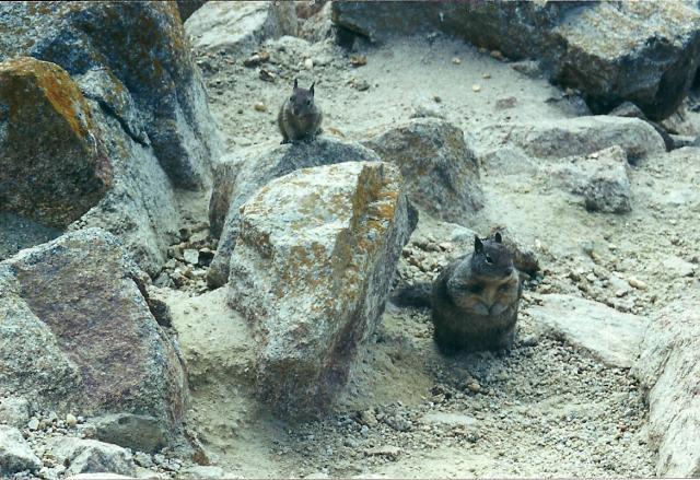 fat squirrels, Pebble Beach