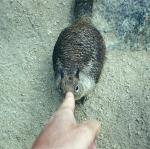 poking the squirrel, Pebble Beach