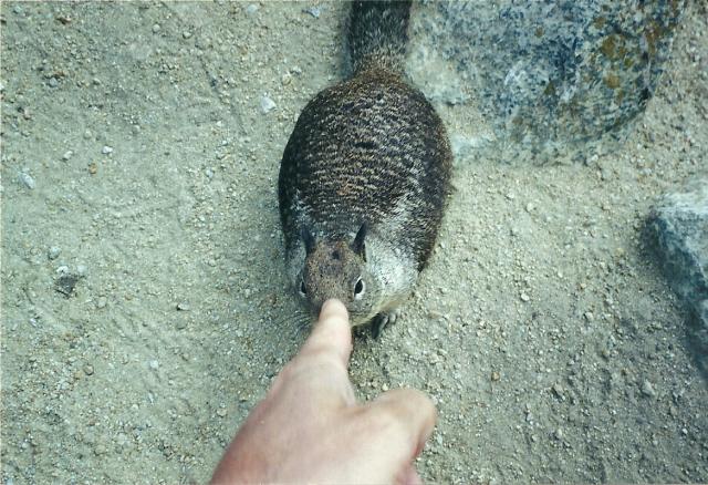 poking the squirrel, Pebble Beach