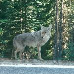 coyote, Yosemite