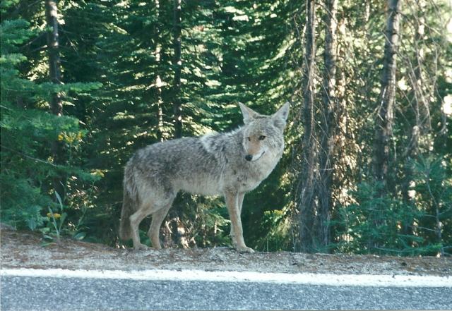 coyote, Yosemite