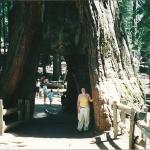 me inside tree in Mariposa Forest, Yosemite