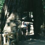 dad inside tree in Mariposa Forest, Yosemite