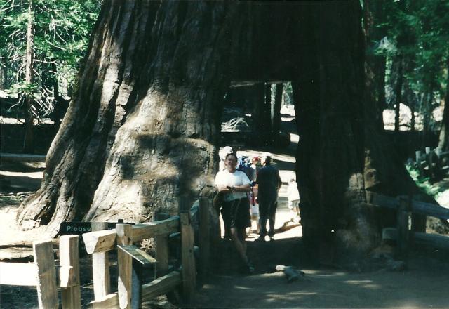 dad inside tree in Mariposa Forest, Yosemite