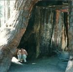 Mariposa Forest, Yosemite