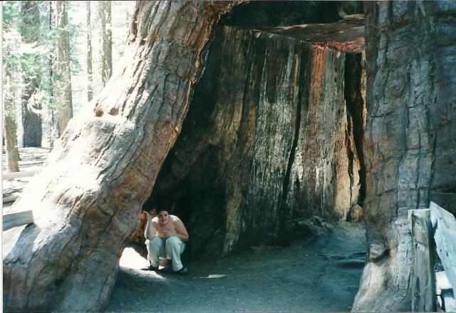 Mariposa Forest, Yosemite