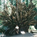 redwood roots, Mariposa Forest