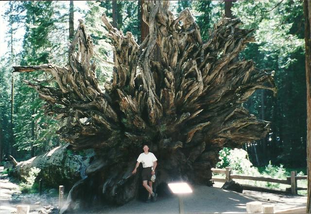 redwood roots, Mariposa Forest