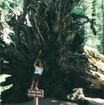 do not climb on fallen trees, Mariposa Forest