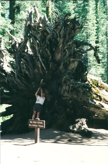 do not climb on fallen trees, Mariposa Forest