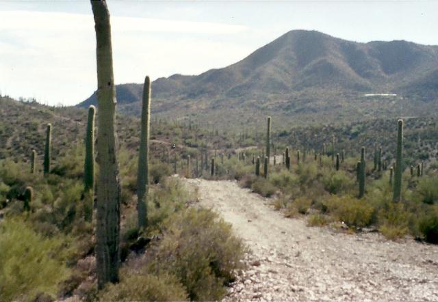 cactus and mountain