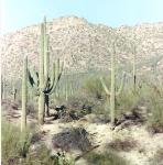 cactus hike