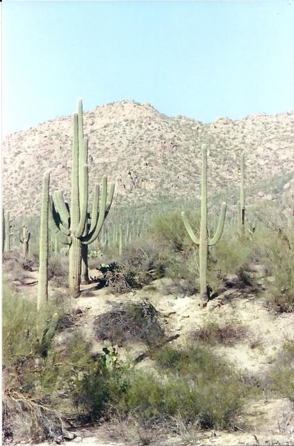 cactus hike