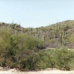 saguaros