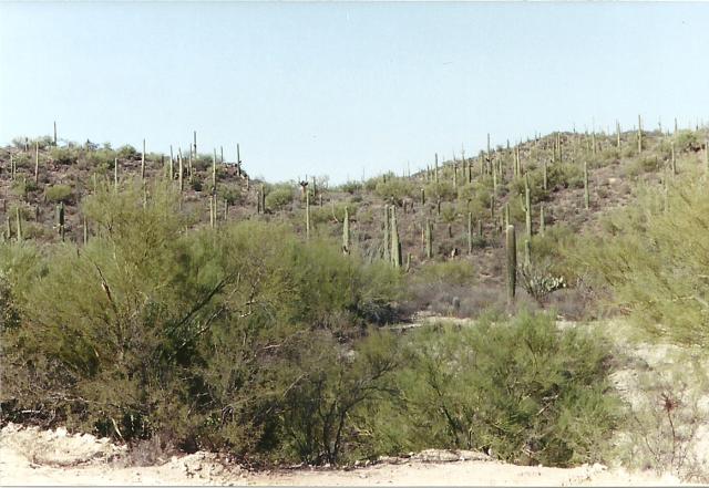 saguaros