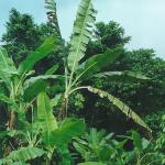 banana trees on road into Kuala Lompat