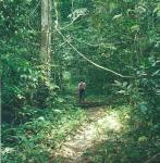 mapping the forest at Kuala Lompat