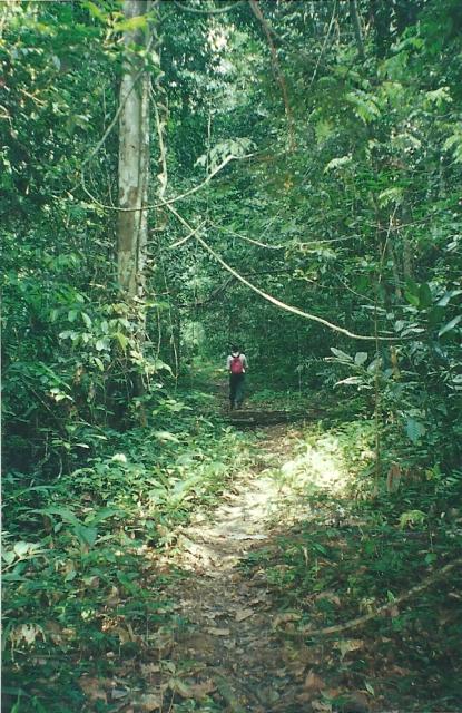 mapping the forest at Kuala Lompat