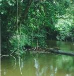 river at Lubuk Baung