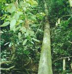 scary bridge, Lubuk Baung