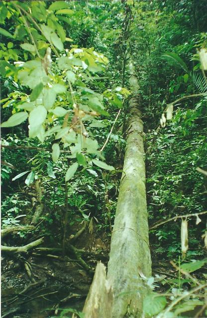 scary bridge, Lubuk Baung