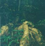 swamp root system, Lubuk Baung