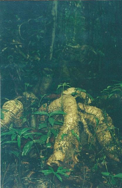 swamp root system, Lubuk Baung