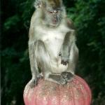 monkey, Batu Caves