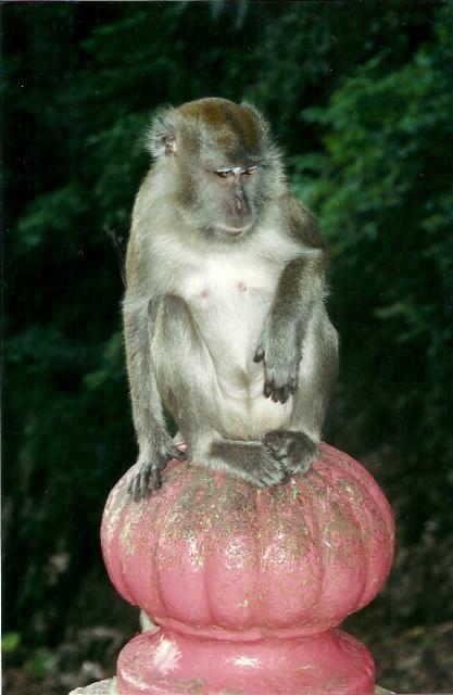 monkey, Batu Caves