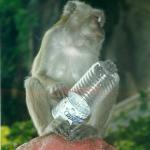 monkey with water bottle, Batu Caves