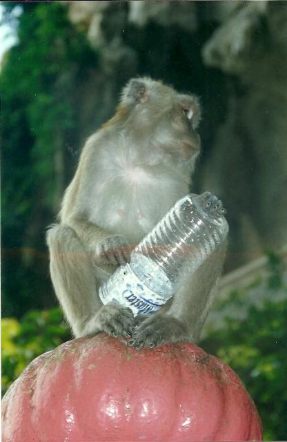 monkey with water bottle, Batu Caves