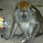 eating peanuts, Batu Caves