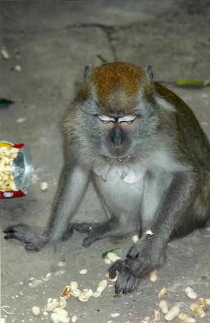 eating peanuts, Batu Caves