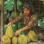 durian vendor, Malaysia