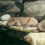 capybara, Singapore Zoo