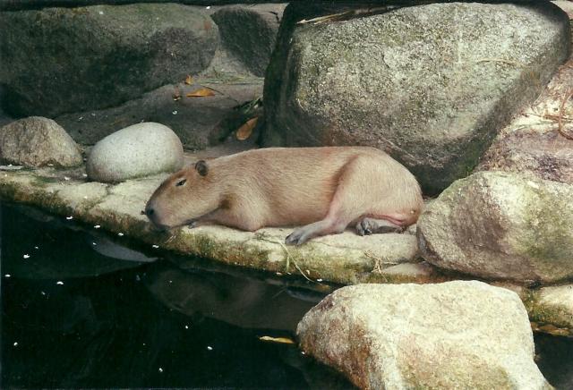 capybara, Singapore Zoo