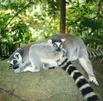 ring-tailed lemurs, Singapore Zoo