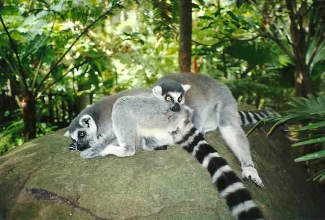 ring-tailed lemurs, Singapore Zoo