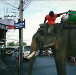 elephant in the streets, Hat Yai, Thailand