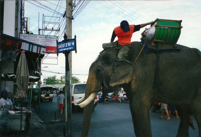 elephant in the streets, Hat Yai, Thailand