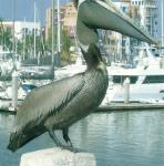 pelican outside boat cruise