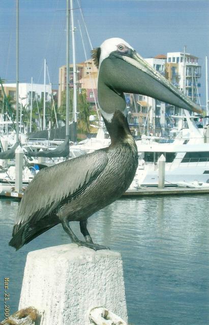 pelican outside boat cruise