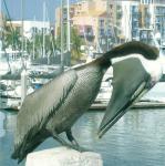 pelican