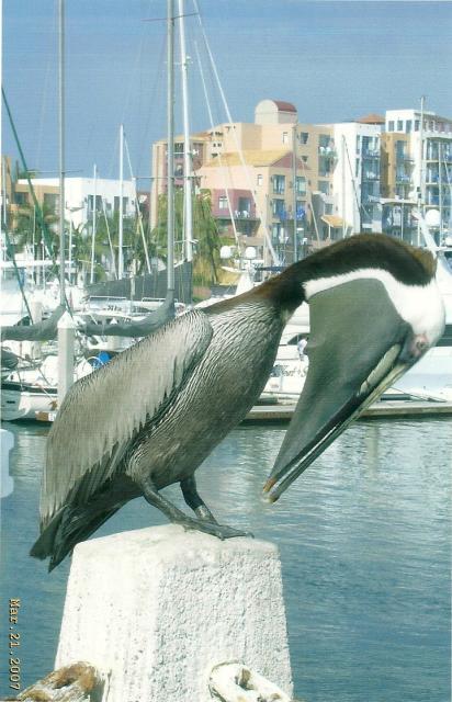 pelican